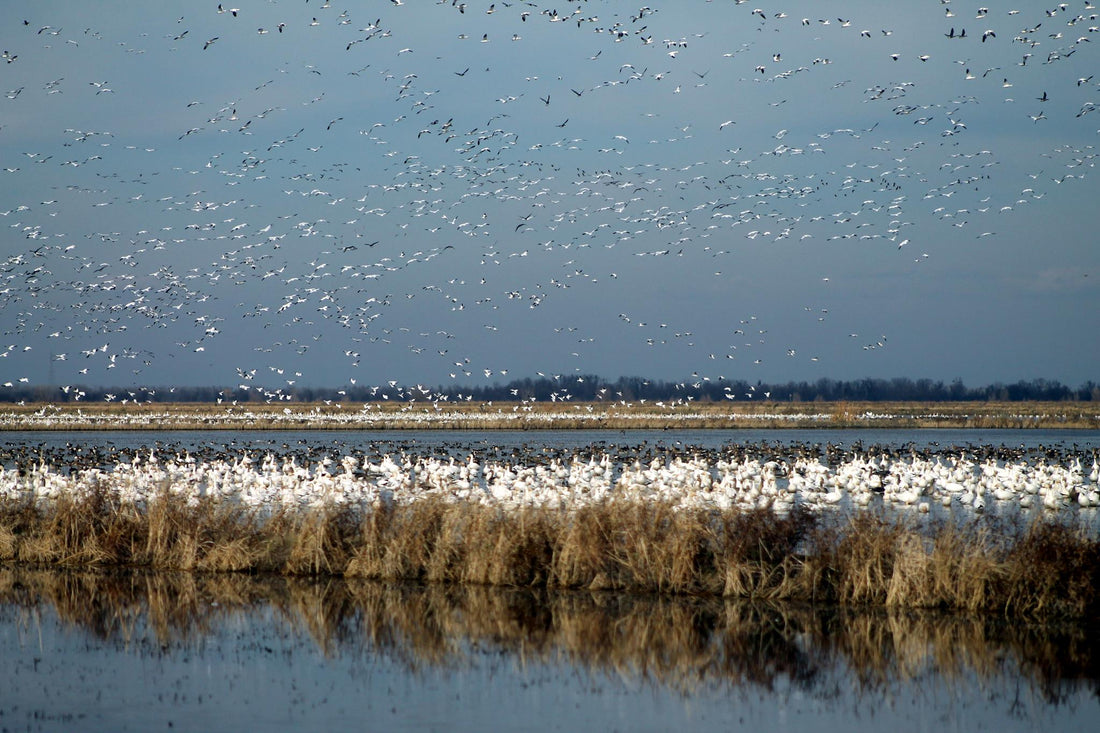 How Our Rice Fields Help Save Salmon