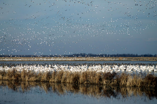How Our Rice Fields Help Save Salmon