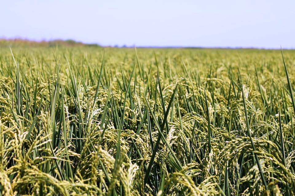 Purity You Can Trust: Arsenic & Heavy Metal Test Results for Our Premium Rice