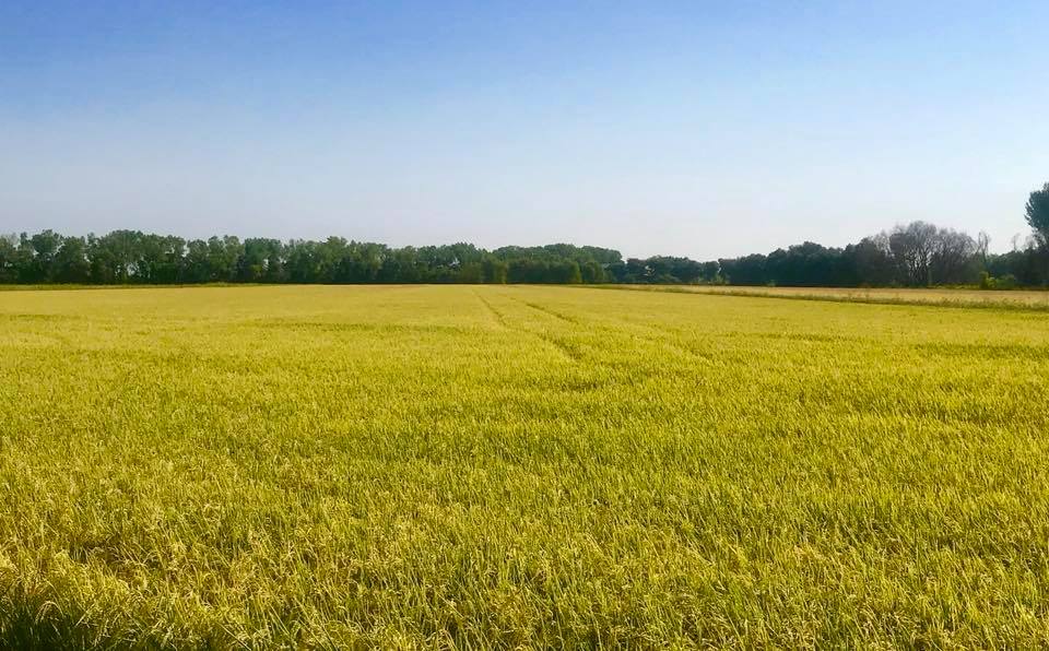 Aerial Seeding vs. Drill Seeding: How Rice Gets Planted Matters