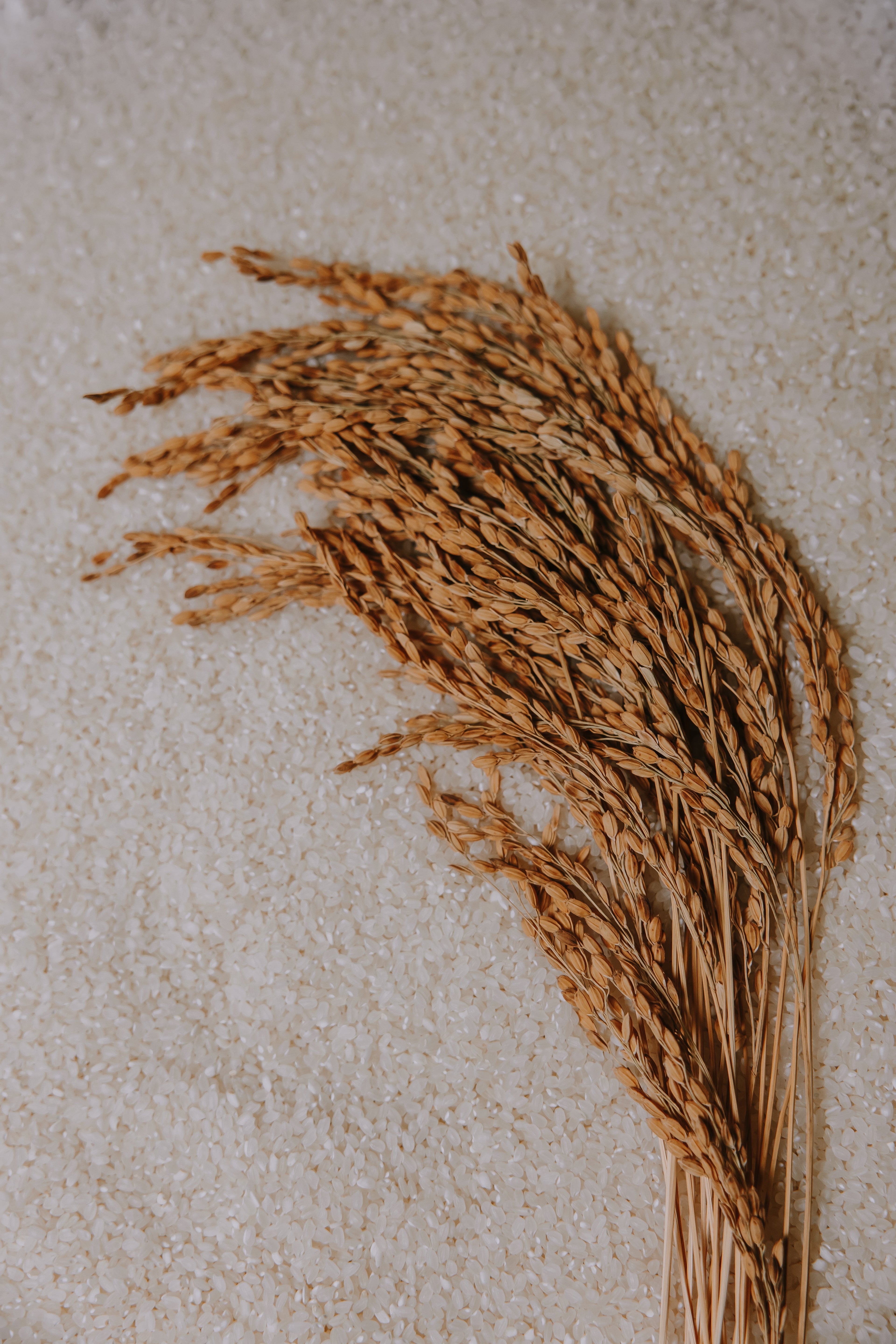 Why We Grow Koshihikari Rice: A Commitment to Quality Over Quantity