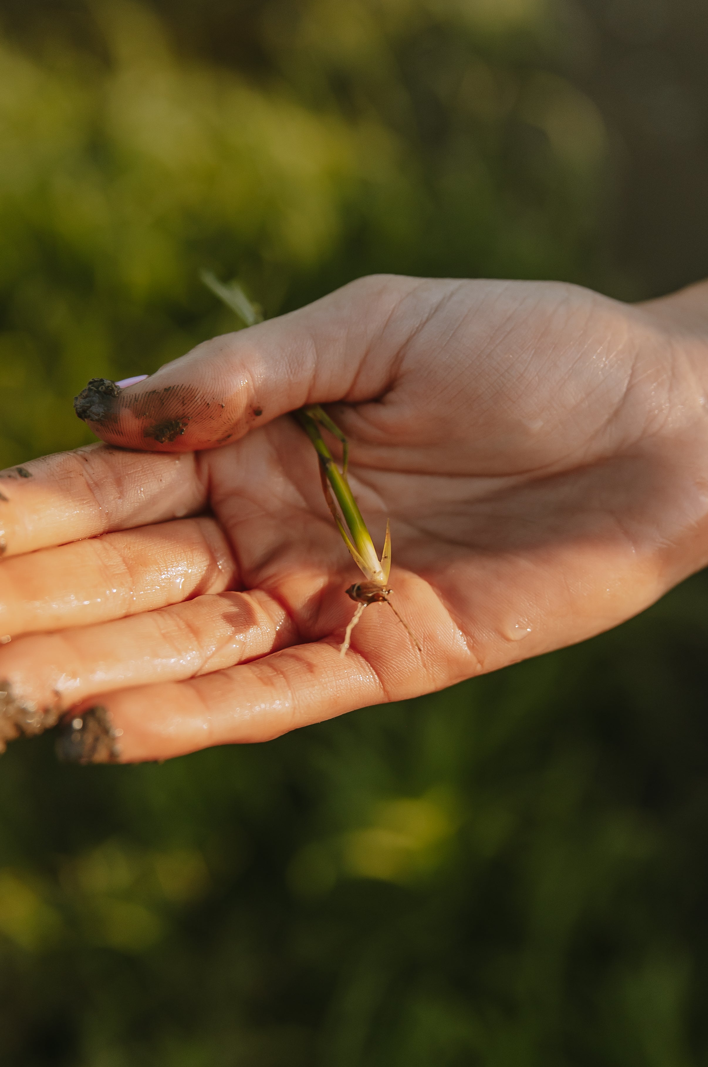How to Store and Preserve Your Rice for Freshness