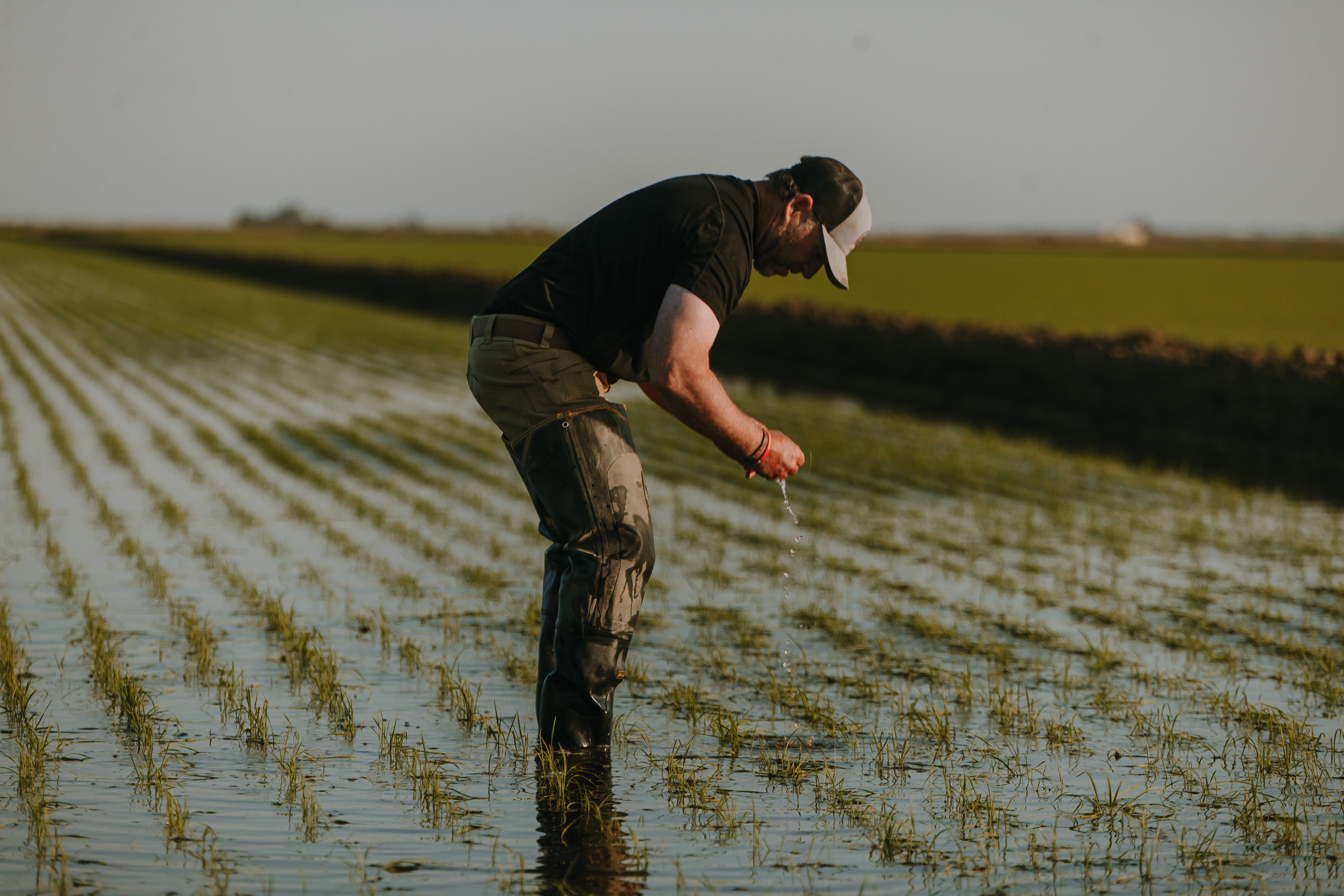 Why Rice Deserves a Place on Your Plate — Every Day