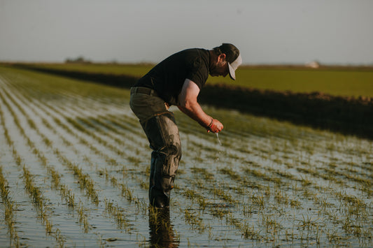 Why Rice Deserves a Place on Your Plate — Every Day