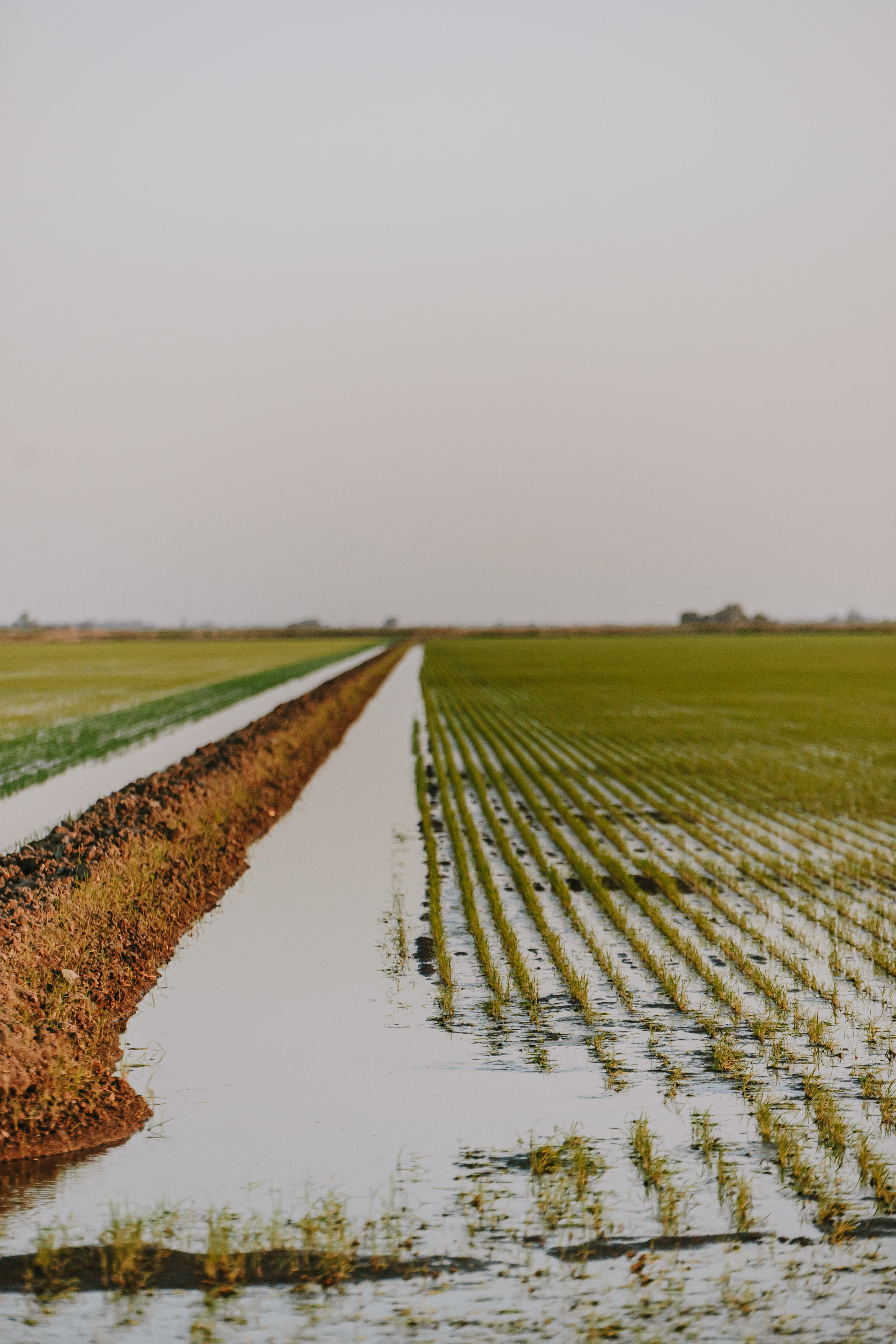 How Rice is Grown