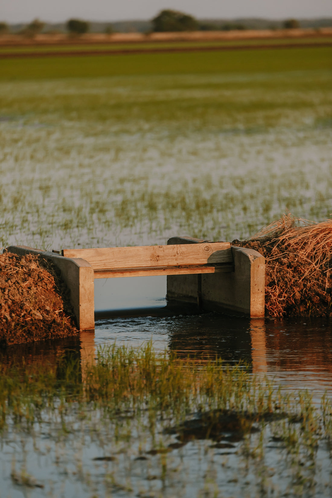How Water Management Shapes the Quality of Rice