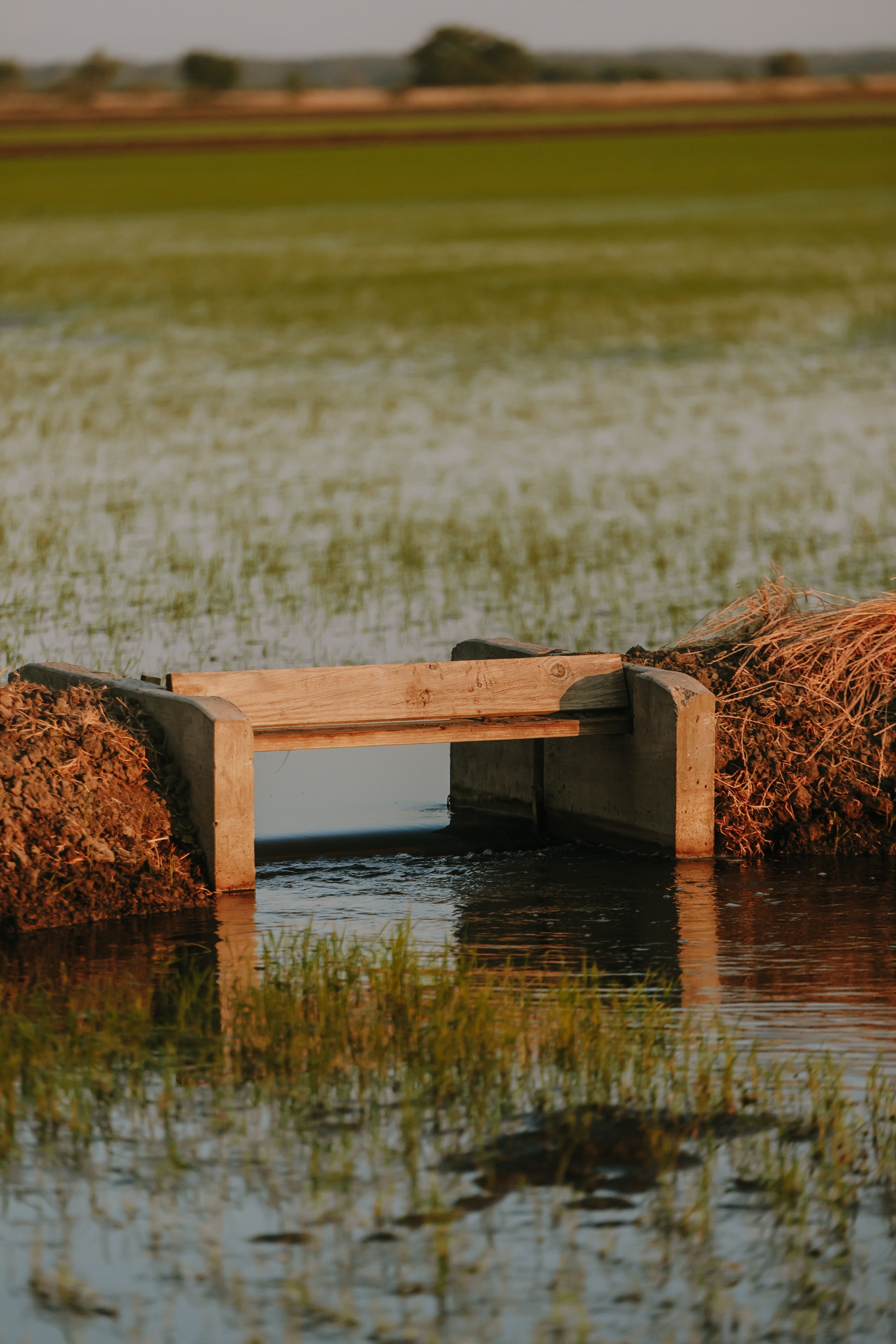 How Water Management Shapes the Quality of Rice