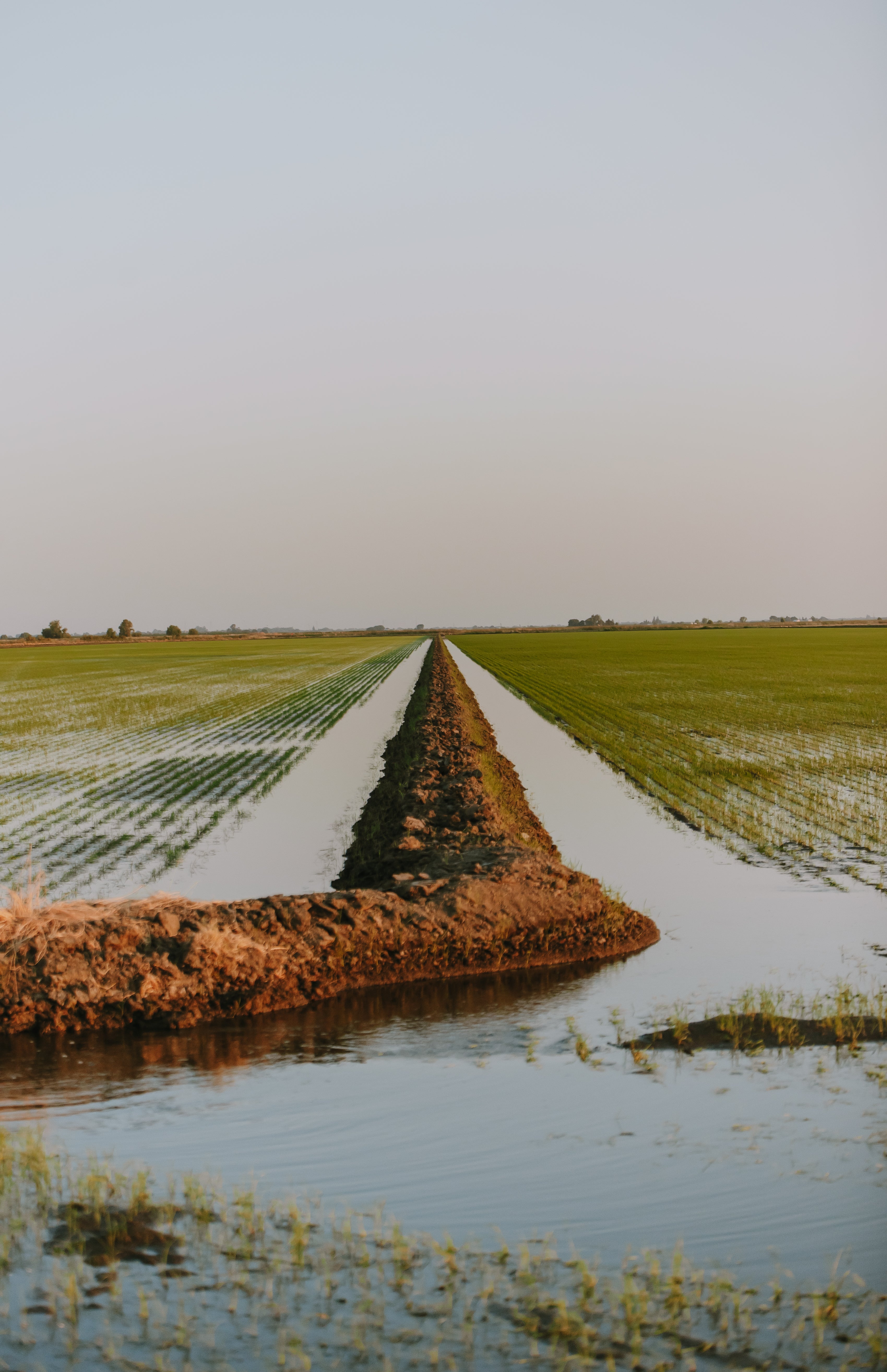 From Seed to Table: Honoring the Japanese Way of Growing Rice