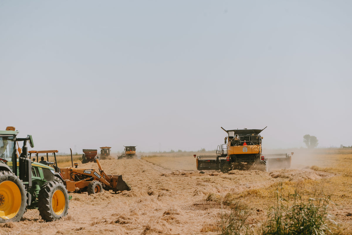 Harvest 2026: From Our Fields to Your Table