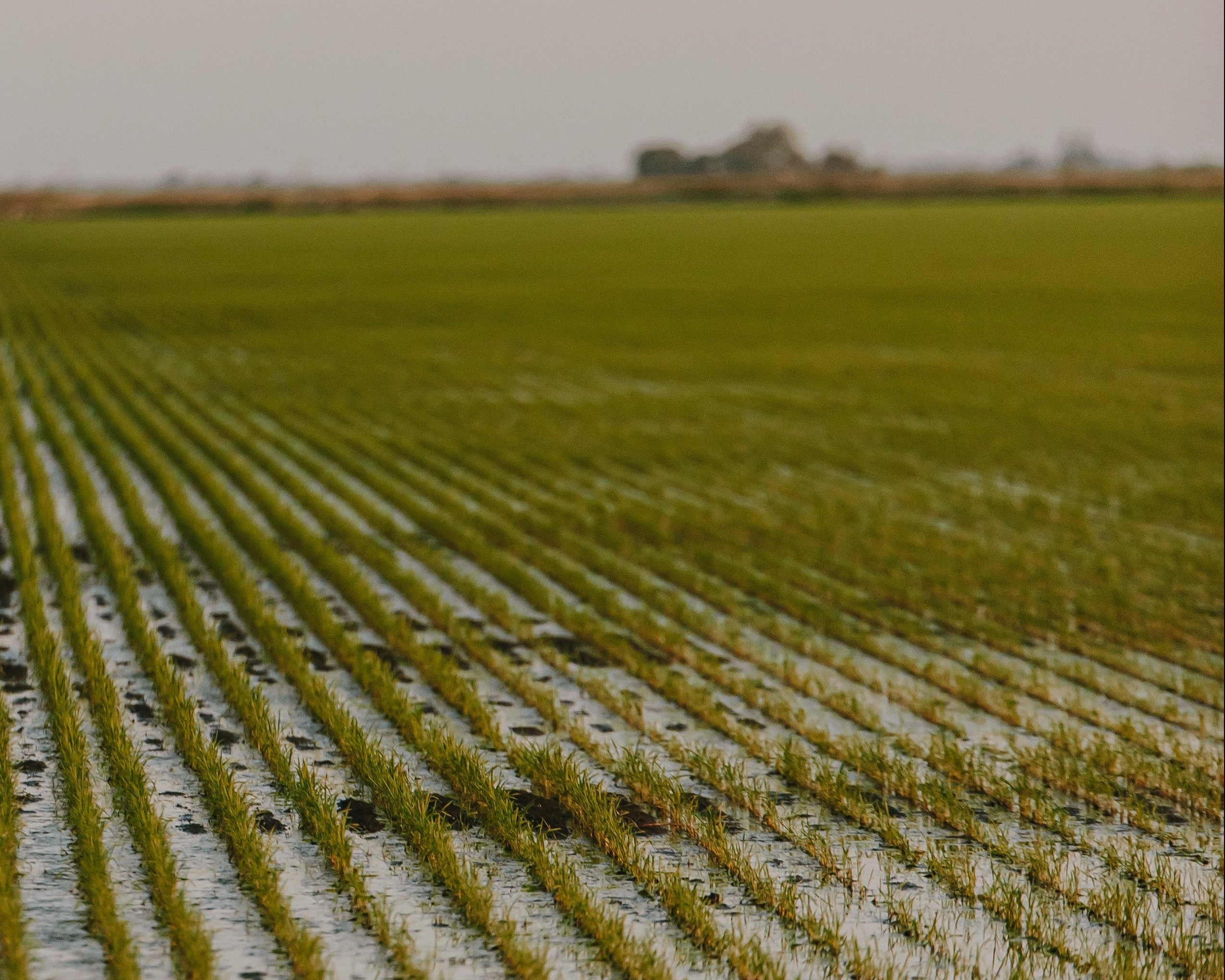 Northern California rice farm fields